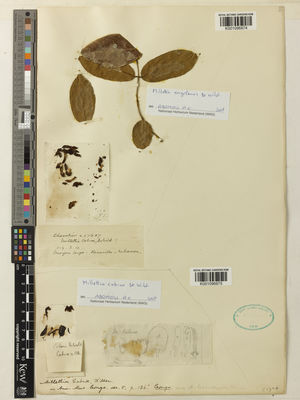 Kew Gardens K001096974:  Chevalier [27607] Congo, Democratic Republic of the