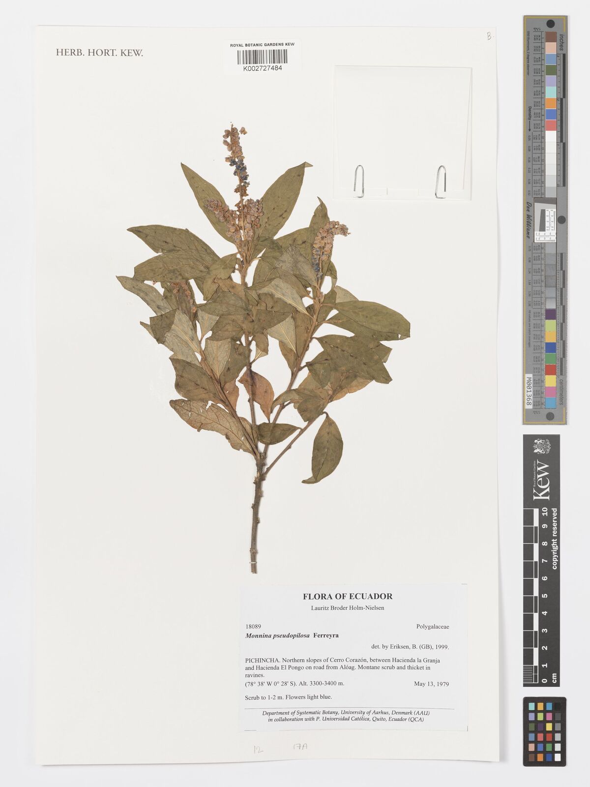 Monnina pseudopilosa