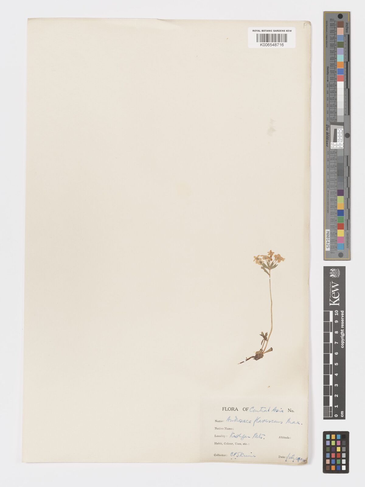 Androsace flavescens