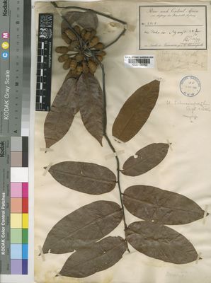 Kew Gardens K000198763:  Schweinfurth, G. [3919] Sudan