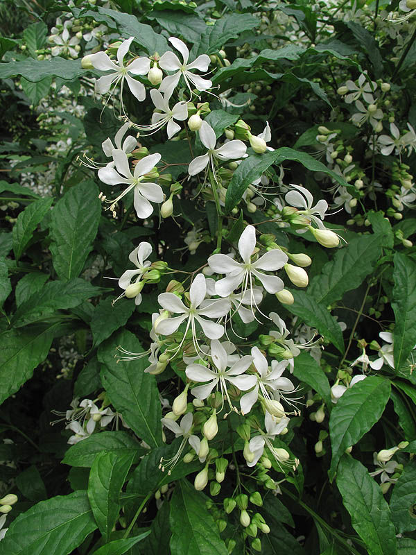 Clerodendrum laevifolium Blume | Plants of the World Online | Kew Science