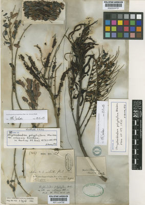 Kew Gardens K000504732:  Weddell, M. [2936] Brazil