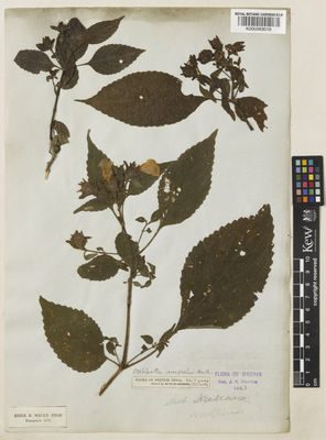 Kew Gardens K000883018:  Wight, R. [s.n.] India