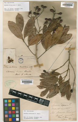 Kew Gardens K000701510:  Beckler, H. [s.n.] Australia