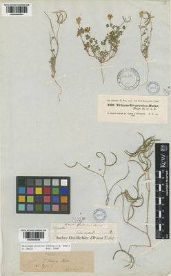 Kew Gardens K000998805:  Aucher-Eloy, P.M.R. [4325] Iran