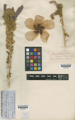 Kew Gardens K000659907:  Mueller, F. [s.n.] Australia