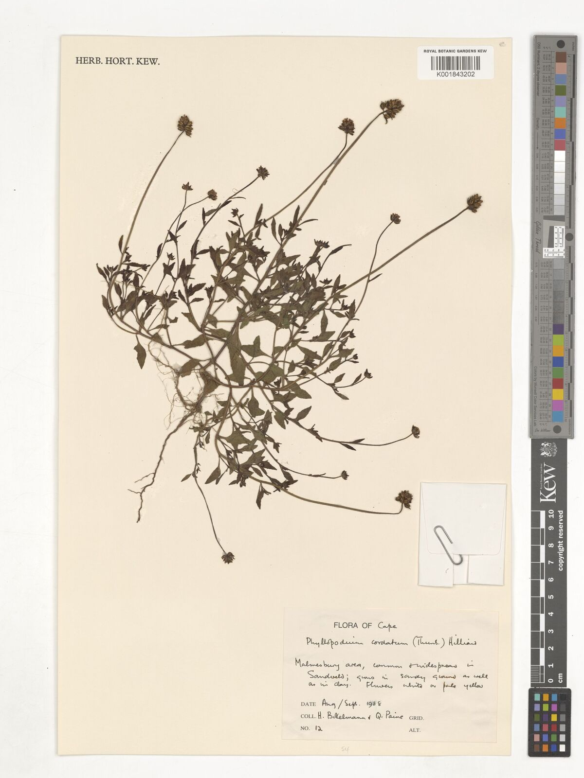 Phyllopodium cordatum