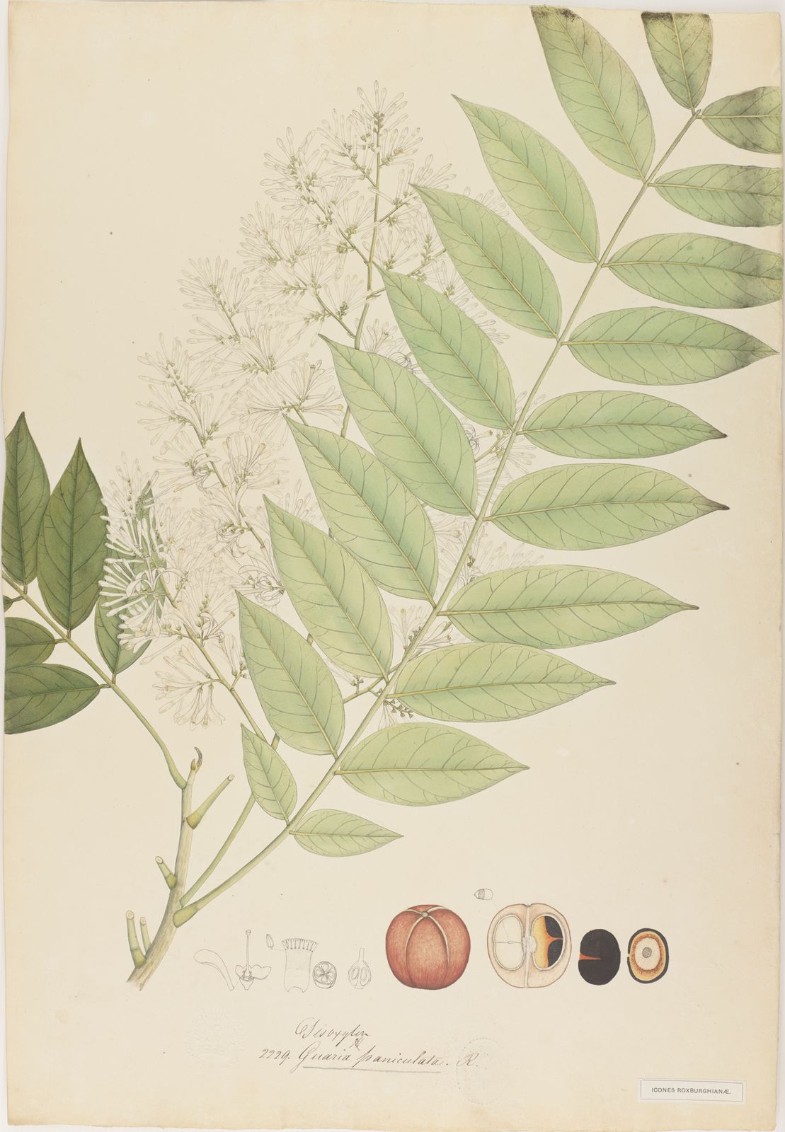 Chisocheton cumingianus subsp. balansae (C.DC.) Mabb. | Plants of the ...