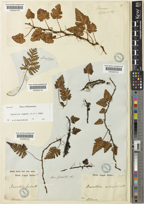 Kew Gardens K000602742:  Blume, C.L. [s.n.] Indonesia