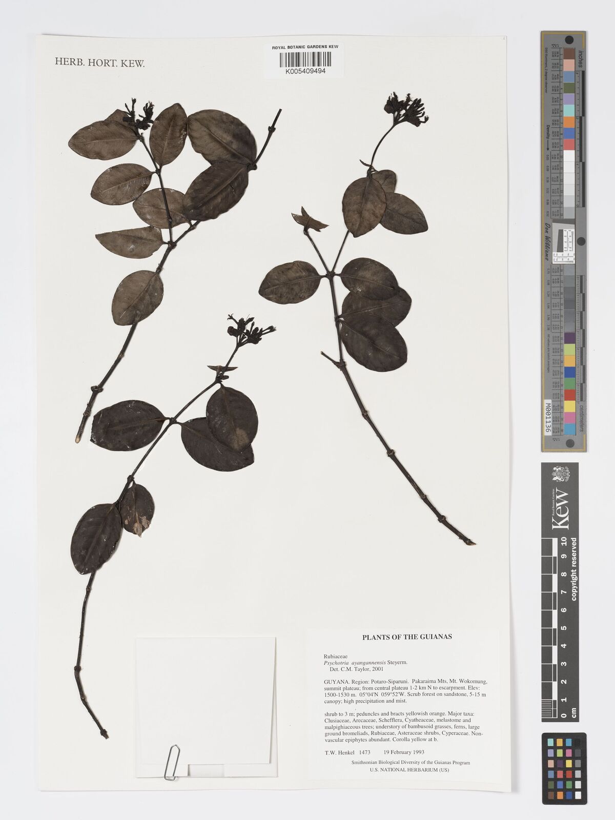 Psychotria ayangannensis