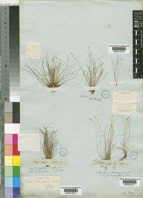 Kew Gardens K000416573:  Drege [s.n.] South Africa