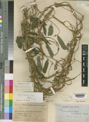 Kew Gardens K000263448:  Gossweiler, J. [9155] Angola