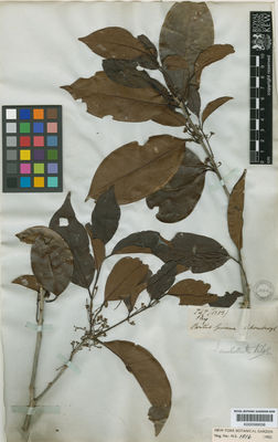 Kew Gardens K000588556:  Schomburgk, R. [747 (1353)] Guyana