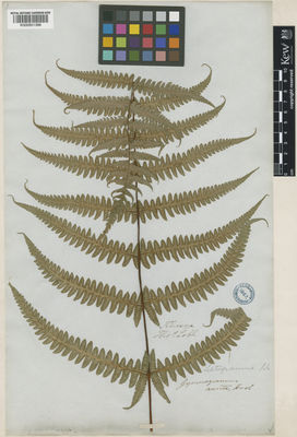 Kew Gardens K000951396:  Lobb, T. [s.n.] India