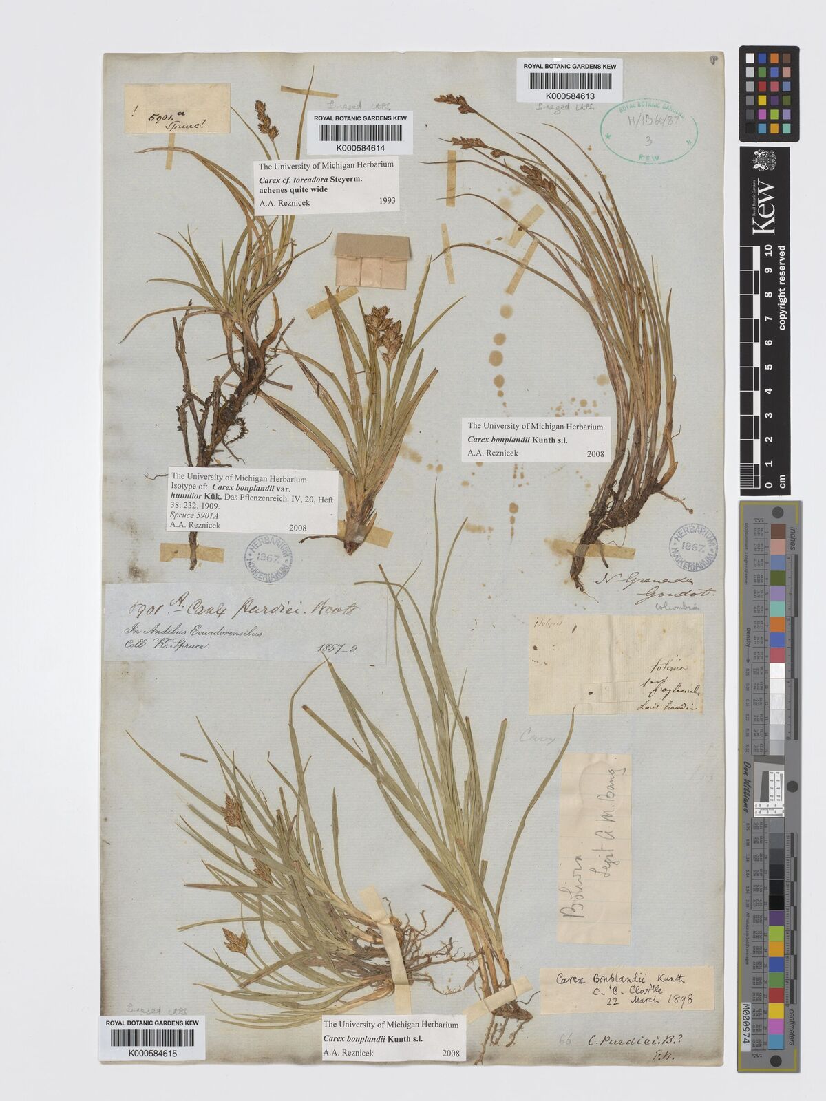 Kew Gardens K000584613:  Gandot [s.n.] Colombia