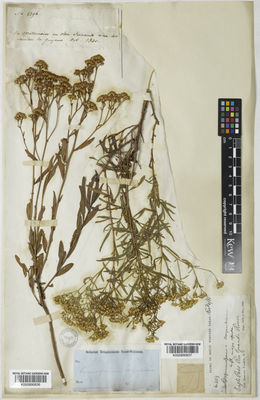 Kew Gardens K000890836:  s.coll. [2296] United States