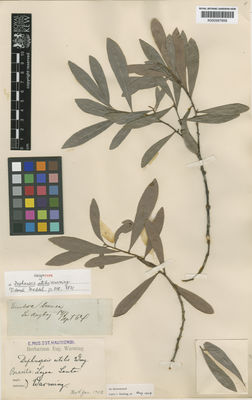 Kew Gardens K000567858:  Warming, E. [s.n.] Brazil