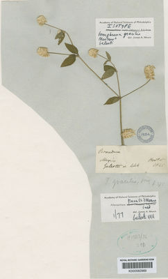 Kew Gardens K000582969:  Galeotti, H.G. [444] Mexico