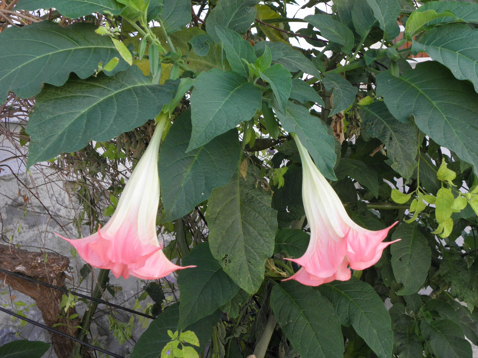 brugmansia pers. | plants of the world online | kew science
