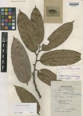 Kew Gardens K000700471:  Brunig, E.F. [S 17502] Malaysia