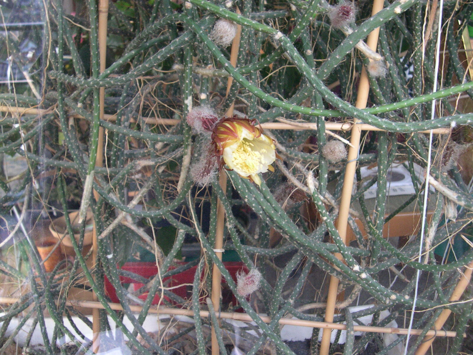 Selenicereus grandiflorus subsp. donkelaarii (Salm-Dyck) Ralf