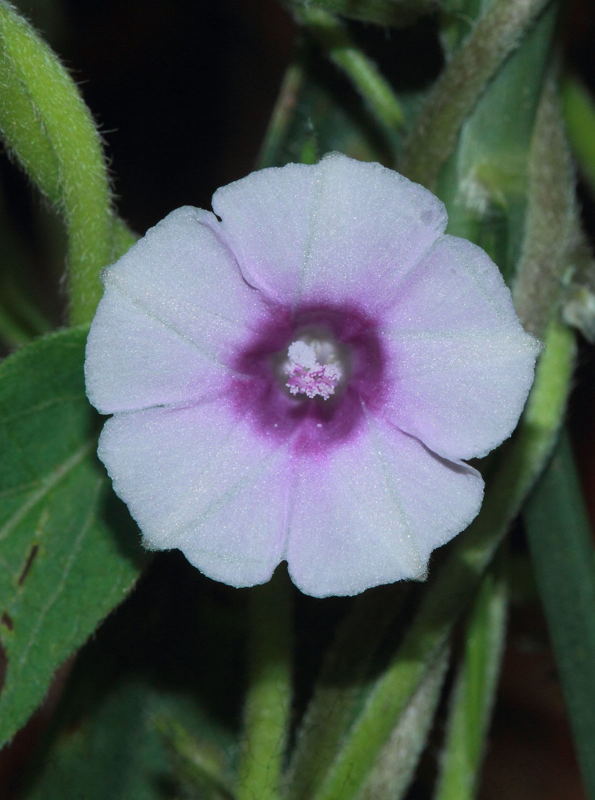 Ipomoea eriocarpa R.Br. | Plants of the World Online | Kew Science