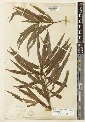 Kew Gardens K000287612:  Blume, C.L. [s.n.] Indonesia