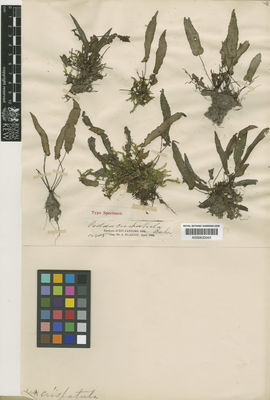 Kew Gardens K000633045:  s.coll. [14405] Brazil