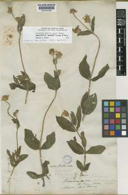 Kew Gardens K000487684:  [Barclay] [s.n.] Mexico