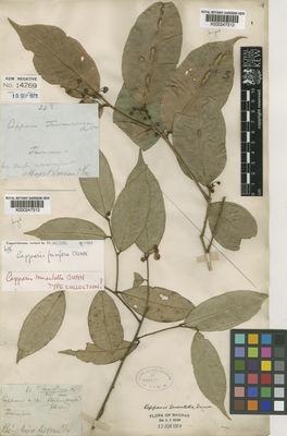 Kew Gardens K000247313:  s.coll. [61] India