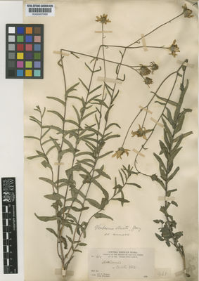 Kew Gardens K000487869:  Parry, C.C.; Palmer, E. [461] Mexico