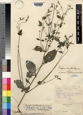 Kew Gardens K000243660:  Faulkner, H. [K 14] Mozambique