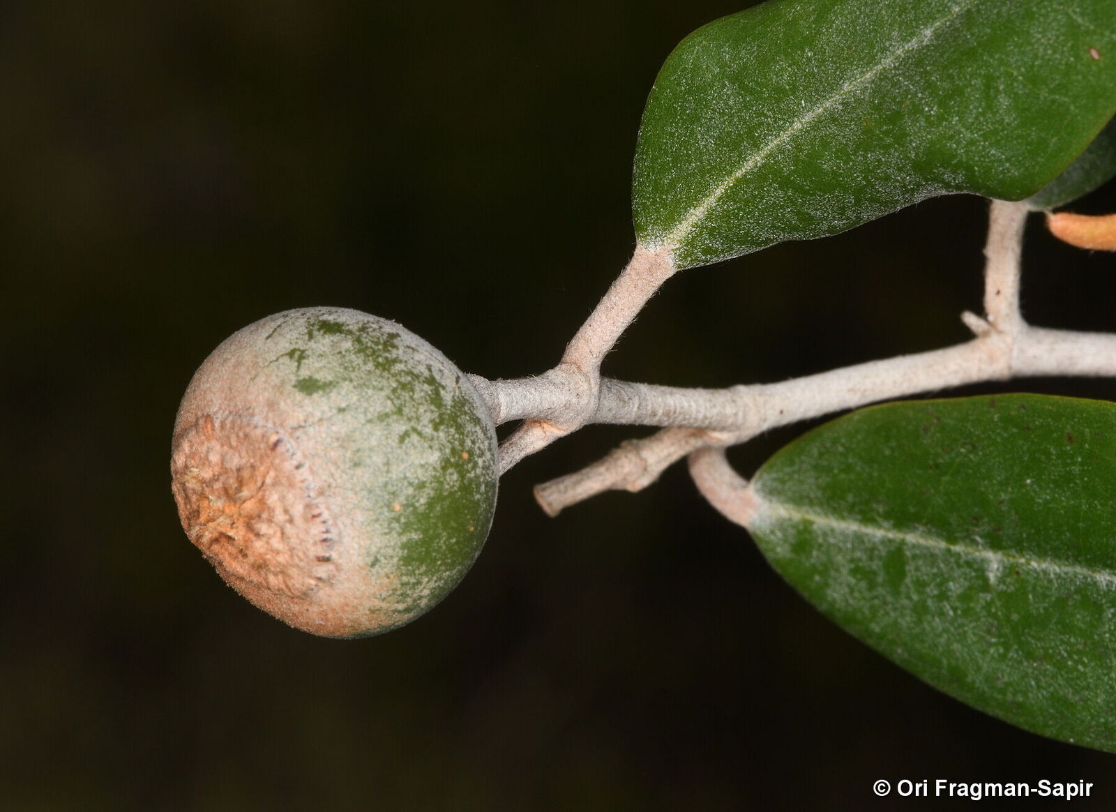 Sarcolaenaceae