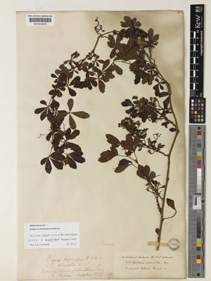 Kew Gardens K000543678:  Lechler, W.; Hohenacker, R.F. [433] Chile