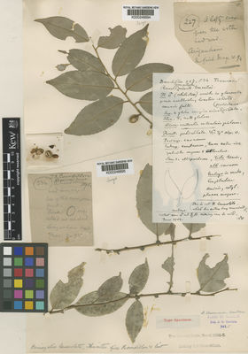 Kew Gardens K000246695:  Bourdillon, T.F. [534] India