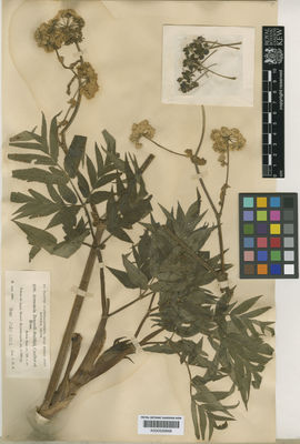 Kew Gardens K000529868:  Donnell Smith, J. [2196] Guatemala