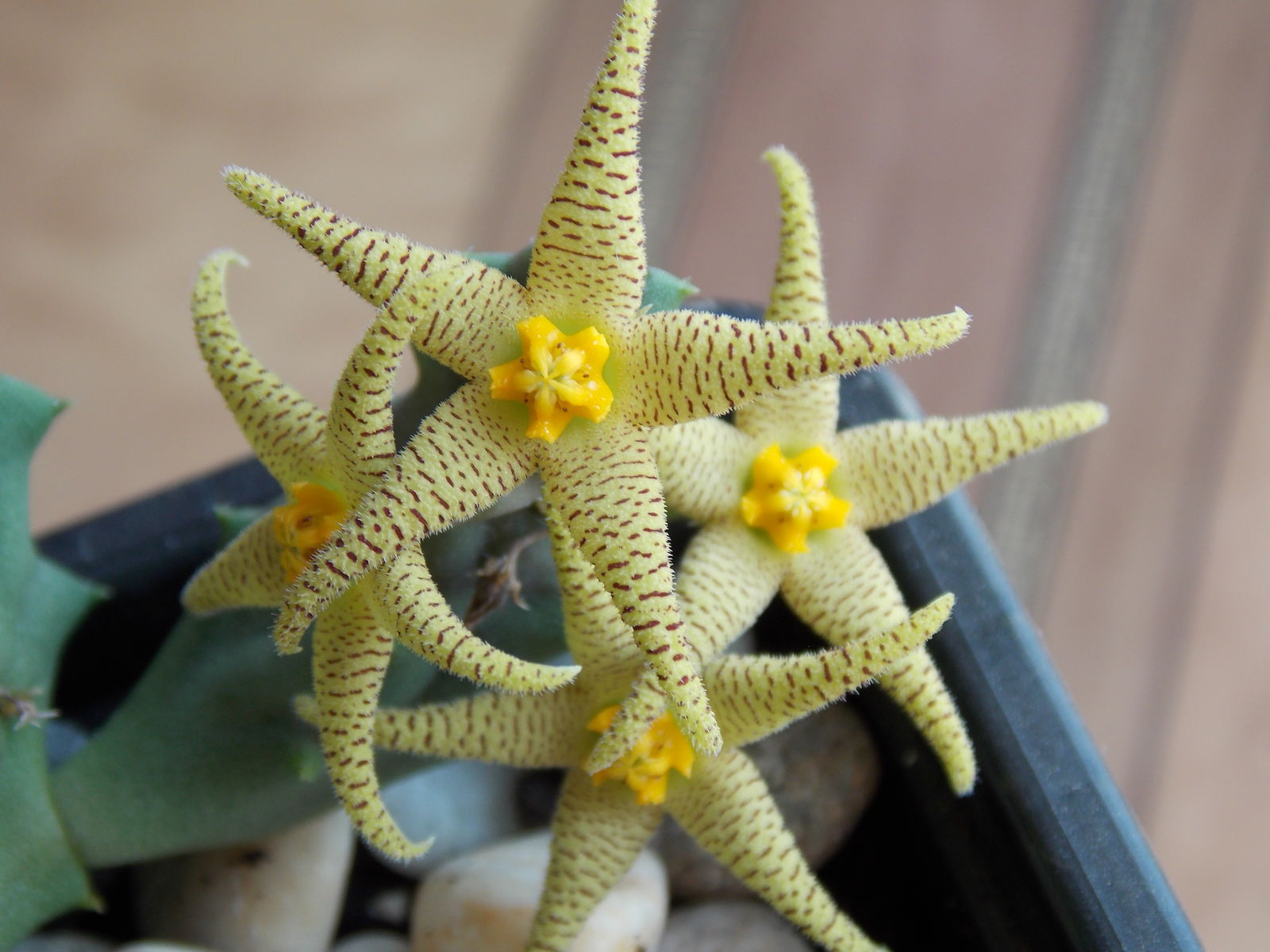 Piaranthus R.Br Asclepiadaceae succulent Flowering Plants 1head High 2-3cm 