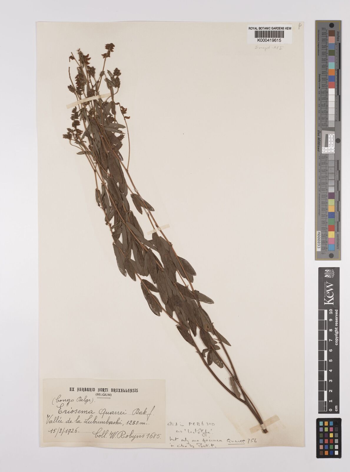 Kew Gardens K000419615:  Robyns, W. [1685] Congo, Democratic Republic of the