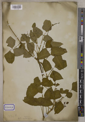 Kew Gardens K001121258:  s.coll. [Cat. no. 5549]