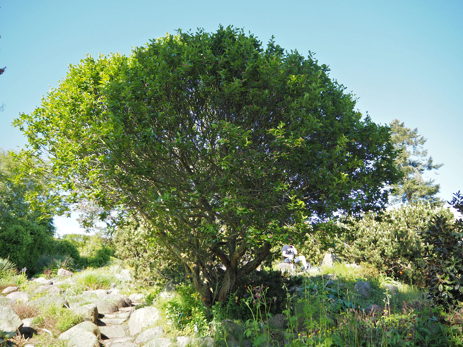 © copyright of the Board of Trustees of the Royal Botanic Gardens, Kew.