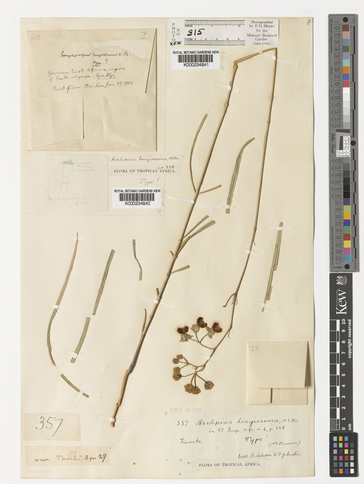 Kew Gardens K000234840:  Goetze [s.n.]