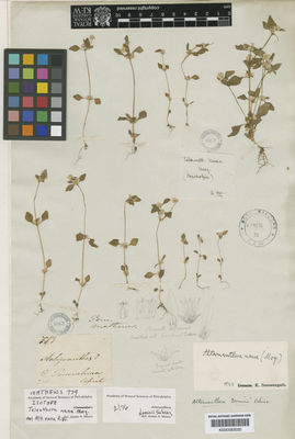 Kew Gardens K000583020:  Mathews [779] Peru