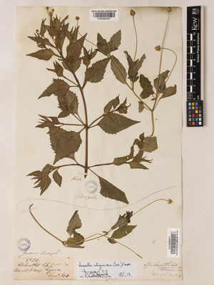 Kew Gardens K000895367:  Hook [s.n.] Brazil