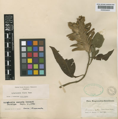 Kew Gardens K000534531:  Holton, I.F. [s.n.] Colombia