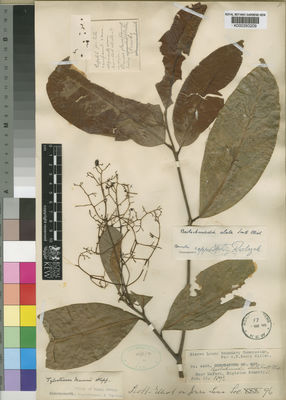 Kew Gardens K000350209:  Scott Elliot, G.F. [4400] Sierra Leone