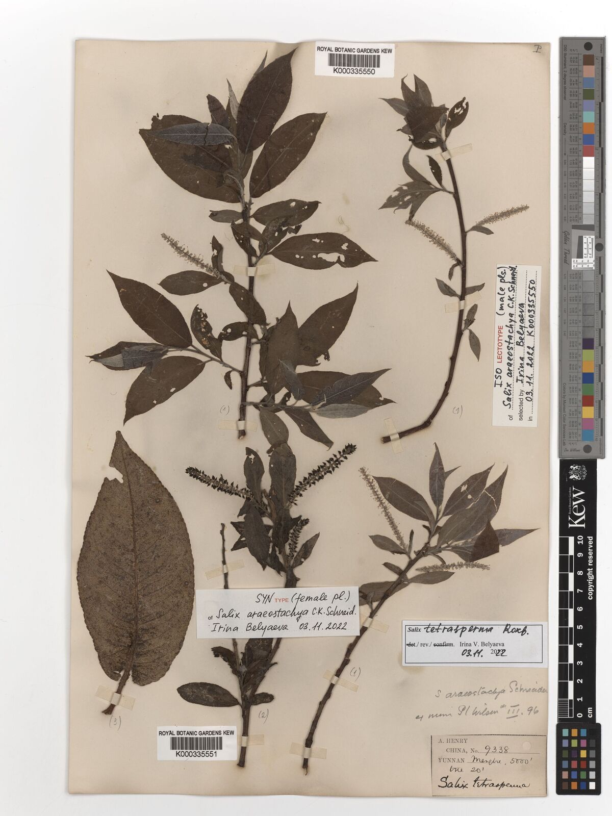 Kew Gardens K000335550:  Henry, A. [9338] China