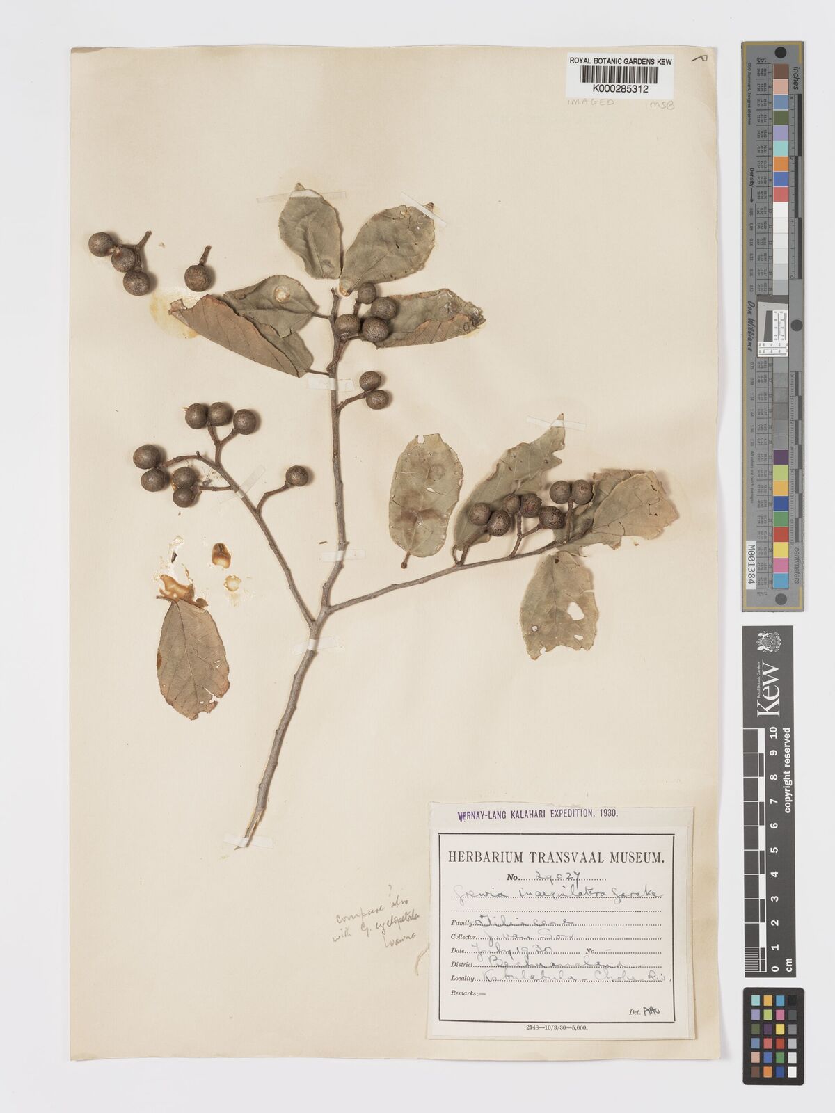 Grewia inaequilatera