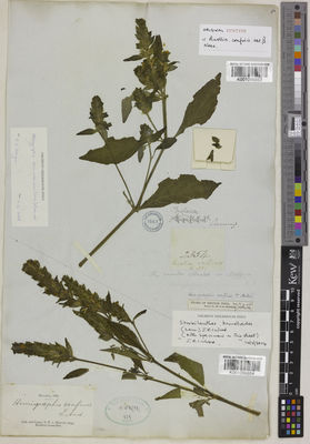 Kew Gardens K001096853:  Cuming, H. [2354] Malaysia