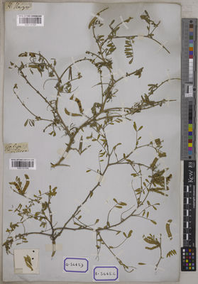 Kew Gardens K001121557:  s.coll. [Cat. no. 5645]