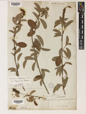 Kew Gardens K000858818:  Millett, C. [s.n.] China